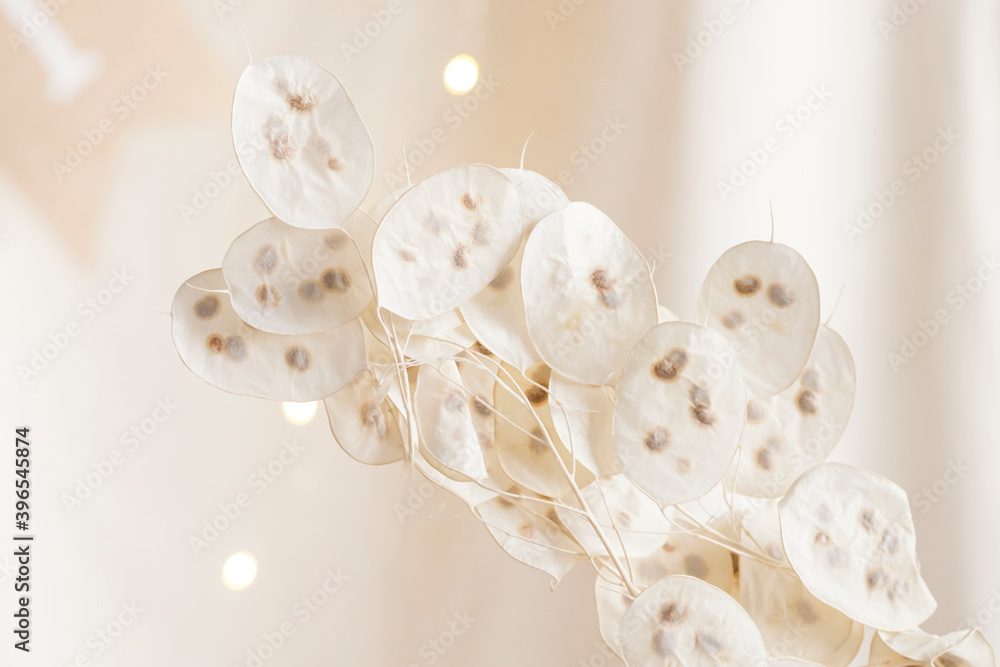Dry lunaria on a pastel beige background. dry seed pods of lunaria with seeds visible. Floral minimal home interior boho style. Lunaria annua, moonwort. Selective focus Dry lunaria on a pastel beige background. dry seed pods of lunaria with seeds visible. Floral minimal home interior boho style. Lunaria annua, moonwort. Selective focus