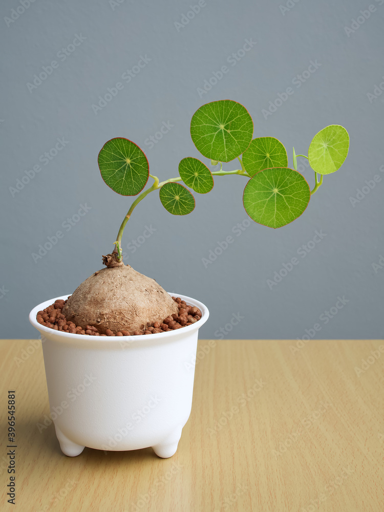 Fotka „Sapling (Stephania erecta Craib), Ornamental plants for minimalist  style home decoration on wooden table with gray background and copy space.“  ze služby Stock | Adobe Stock