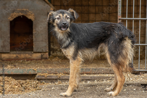 Foto closeup portrait sad homeless abandoned dog in doghouse shelter