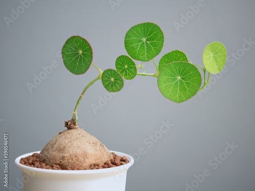 Sapling (Stephania erecta Craib), Ornamental plants for minimalist style home decoration on wooden table with gray background and copy space.