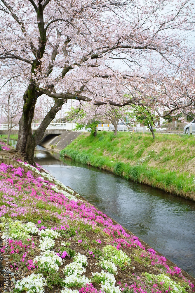 Moss phlox and Yoshino cherry tree in full bloom that color the banks of the Shibuta River
Moss phlox and Yoshino cherry tree in full bloom that color the banks of the Shibuta River