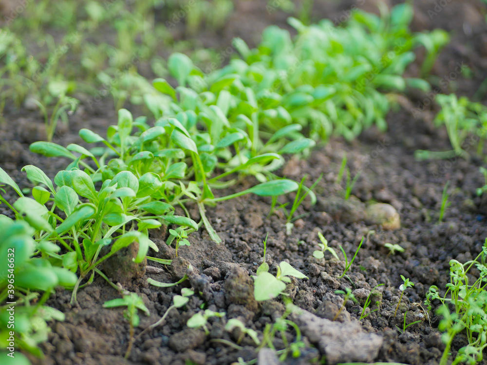 Growing fresh herbs, leafy greens for healthy diet in garden bed in spring. Young fresh organic spinach plants Growing fresh herbs, leafy greens for healthy diet in garden bed in spring. Young fresh organic spinach plants