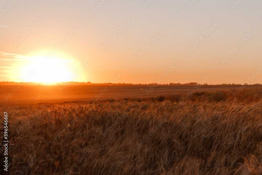 Wheat field in the sunset. Golden hour.