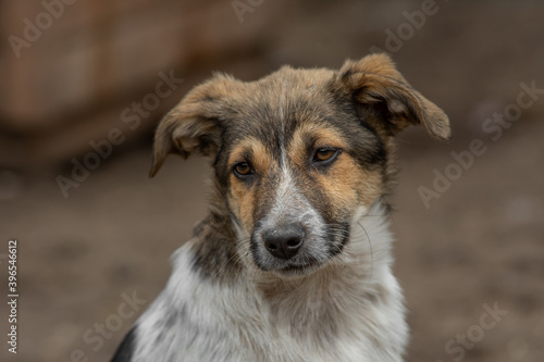 closeup portrait sad homeless abandoned colored dog outdoor © Валерий Моисеев