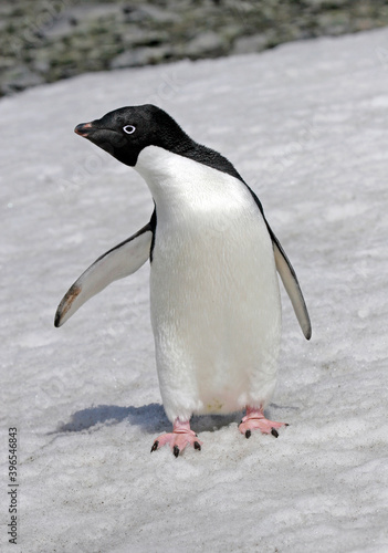 Adelie penguin  Pygoscelis adeliae