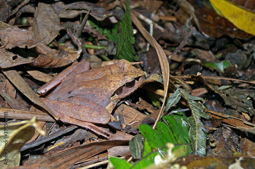 Madagascar jumping frog, Aglyptodactylus madagascariensis