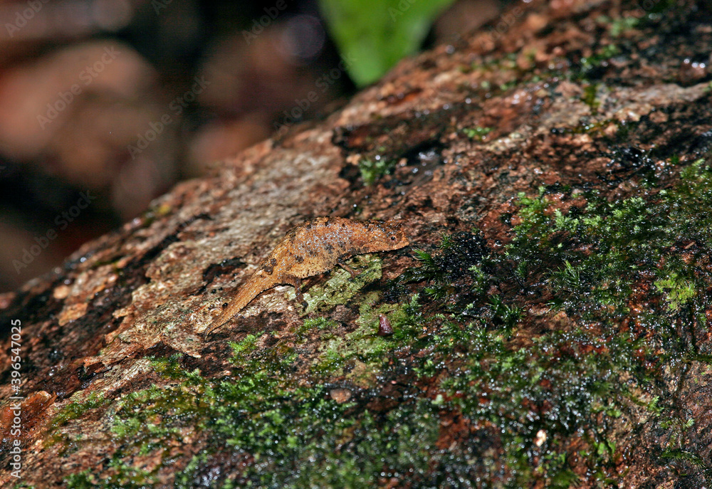 Peyrieras's pygmy chameleon, Brookesia peyrieras Peyrieras's pygmy chameleon, Brookesia peyrieras