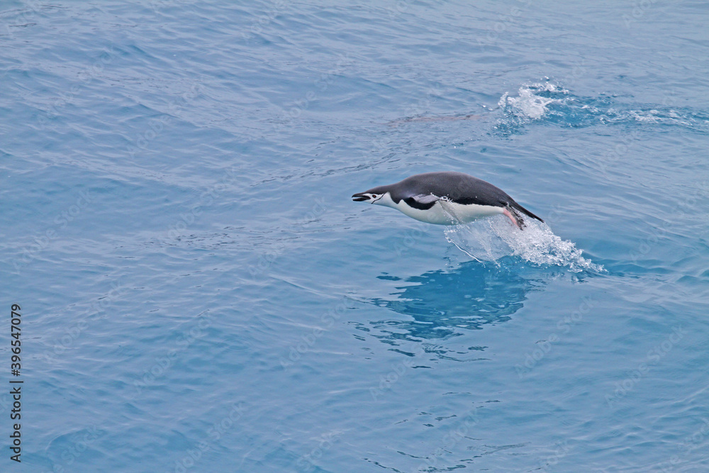 Fototapeta premium Chinstrap Penguin, Pygoscelis antarcticus