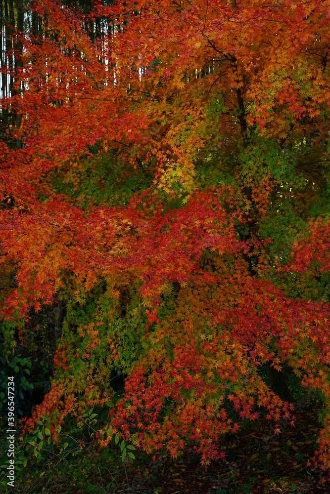 Red maple leaves at Chichibu, Saitama, Japan. In autumn season. Red maple leaves at Chichibu, Saitama, Japan. In autumn season.