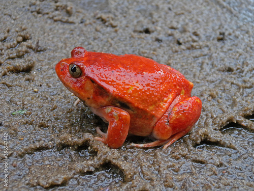 Obraz na płótnie Madagascar Tomato Frog, Dyscophus antongilii w salonie