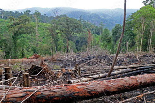 Cleared forest on Gunung Kemiri, Sumatra