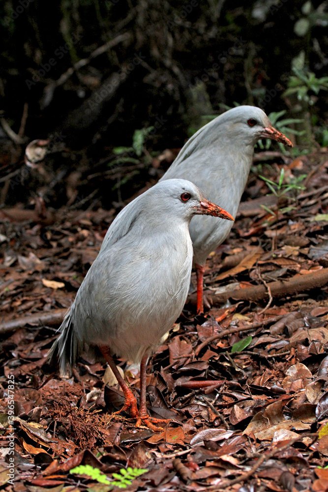 Fototapeta premium Kagu, Rhynochetos jubatus