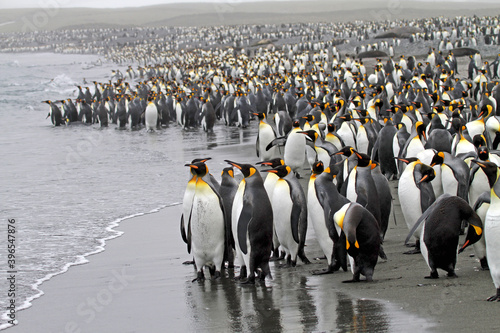 King Penguin  Aptenodytes patagonicus