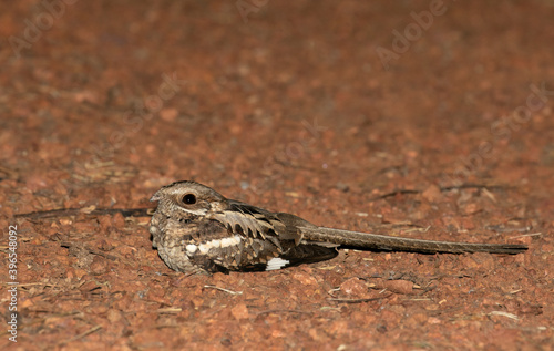 Long-tailed Nightjar, Caprimulgus climacurus photo