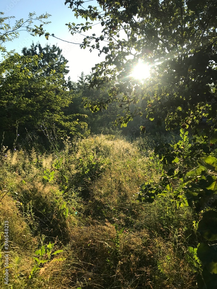 Obraz premium sun shining through the trees