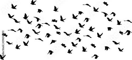 silhouettes of sparrows in flight, isolated on white background