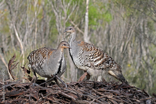 Malleefowl, Leipoa ocellata