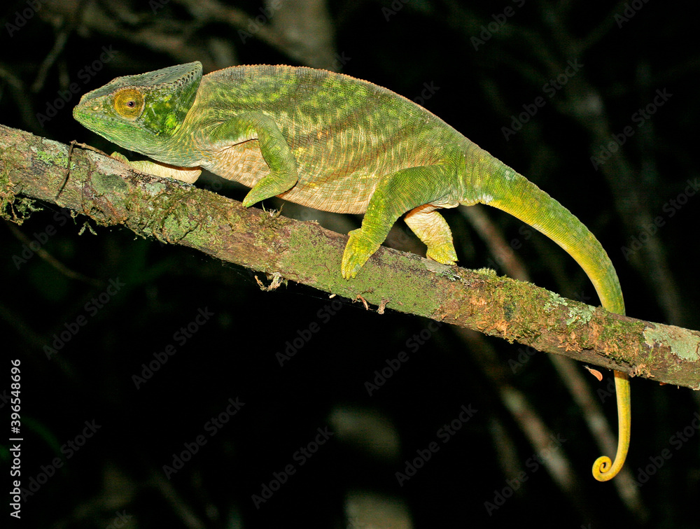Fototapeta premium Parson's chameleon, Calumma parsonii