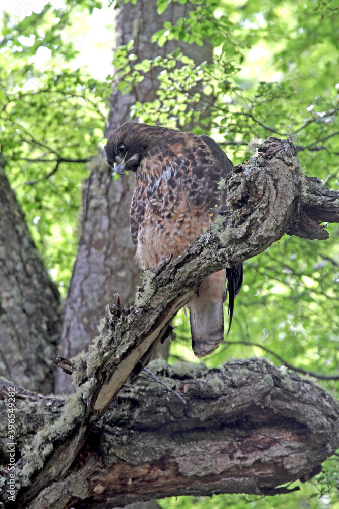 Rufous-tailed Hawk, Buteo ventralis Rufous-tailed Hawk, Buteo ventralis