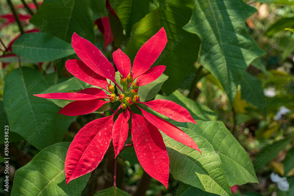 Red poinsettia flower (Euphorbia pulcherrima)
Red poinsettia flower (Euphorbia pulcherrima)