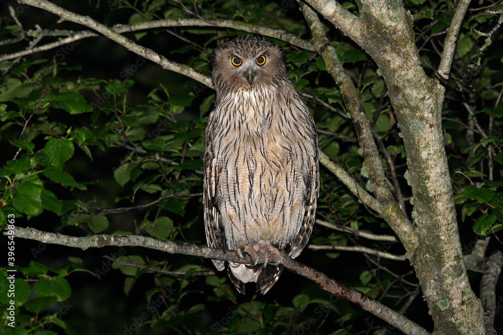 Blakiston's Fish Owl, Bubo blakistoni