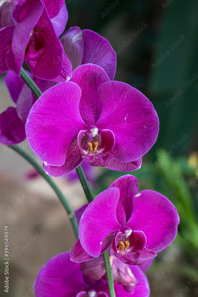Closeup purple Phalaenopsis orchid flowers
Closeup purple Phalaenopsis orchid flowers