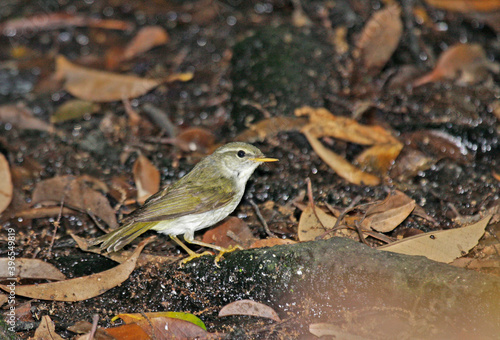 Ijima's Leaf Warbler, Phylloscopus ijimae photo