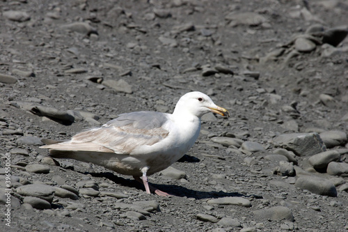 Glaucous-winged Gull, Larus glaucescens photo