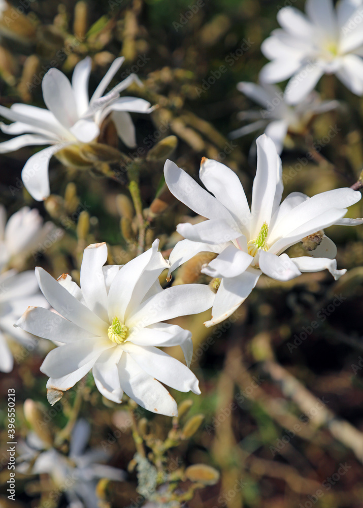 Fototapeta premium Close up of Magnolia Stellata flowers 