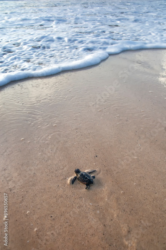 New hatched loggerhead sea turtle (Caretta caretta) heads out to sea.