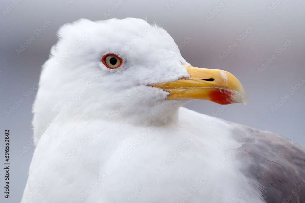 Portrait of a yellow legged gull (Larus michaellis). Portrait of a yellow legged gull (Larus michaellis).