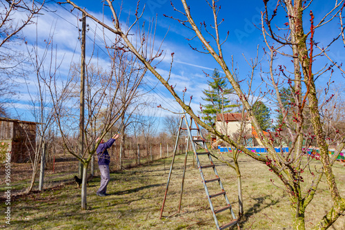 Gardener is cutting branches  pruning fruit trees with pruning shears in apiary