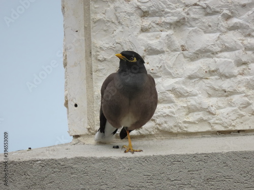 Myna bird of the starling family on the wall of a house in winter in Israel close-up.