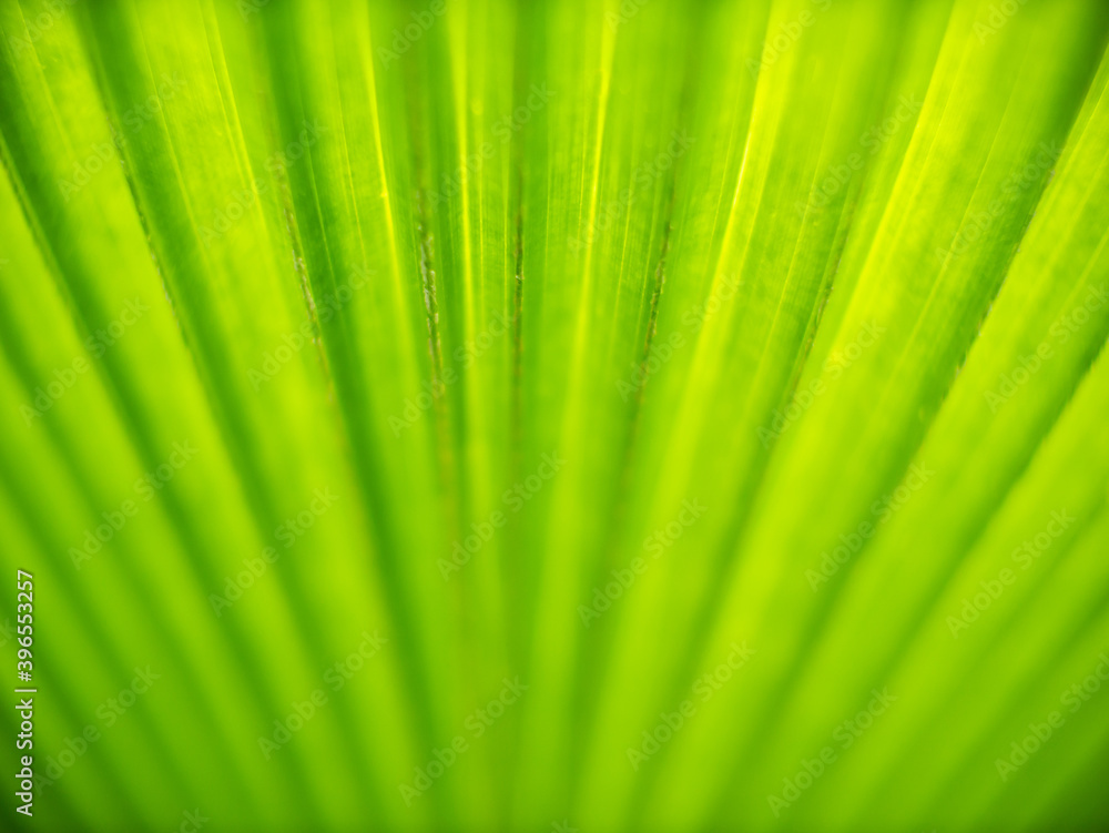 Abstract of Fountain Palm Leaf Abstract of Fountain Palm Leaf