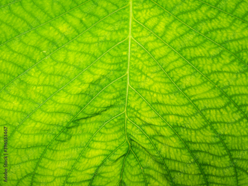 Abstract of Water Drops on Elephant Climber Leaf Abstract of Water Drops on Elephant Climber Leaf