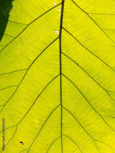 Pattern of Teak Leaf
