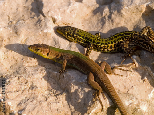 Dalmatian wall lizard, Podarcis melisellensis photo