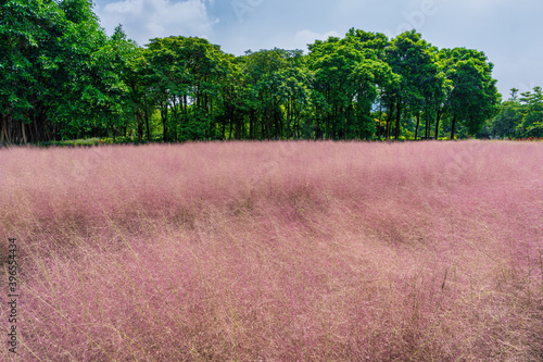 Pink hairawn muhly, Muhlenbergia capillaris