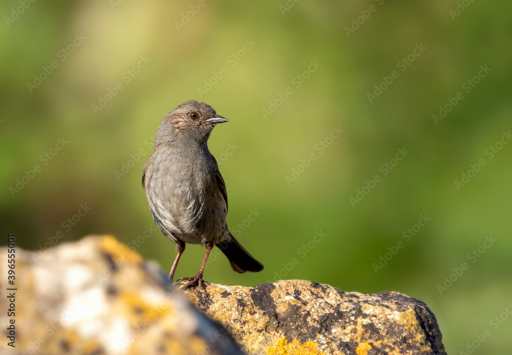 Dunnock, Hedge sparrow, Prunella Modularis, British garden bird
Dunnock, Hedge sparrow, Prunella Modularis, British garden bird