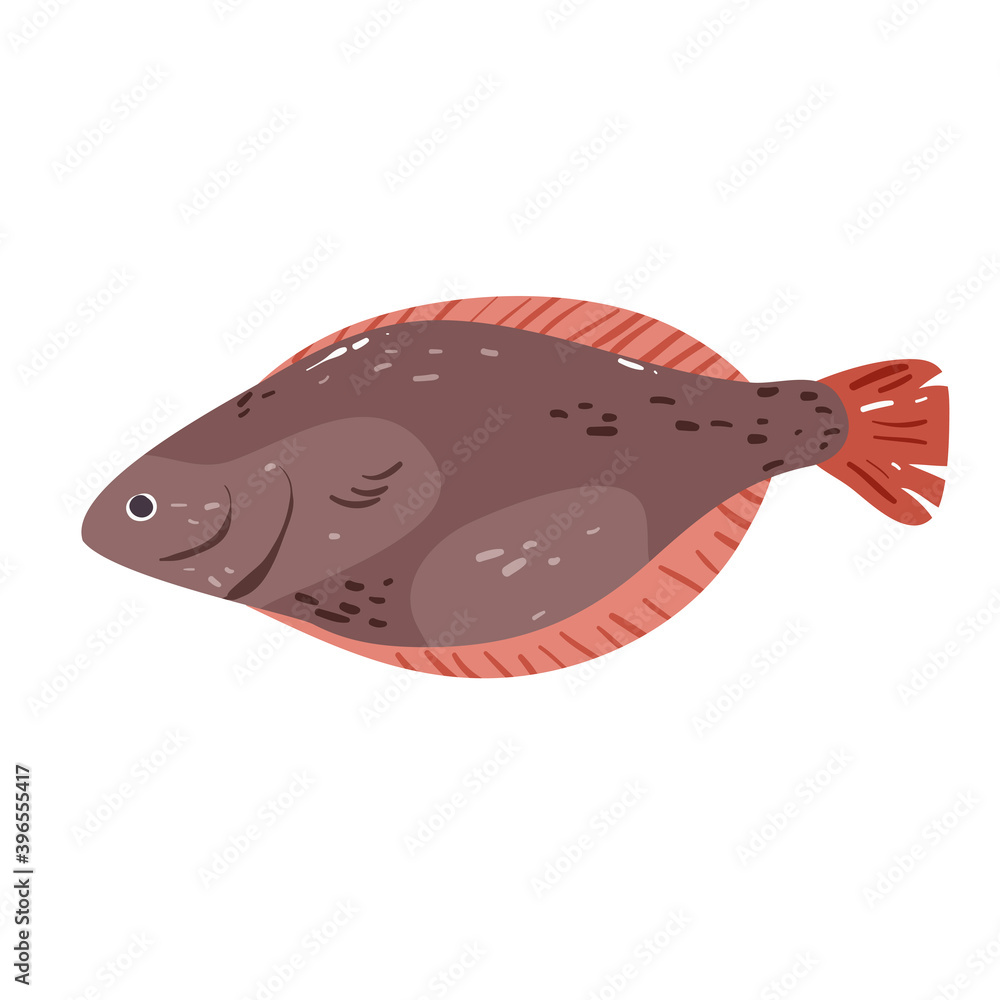 Halibut, european plaice fish isolated on white vector illustration ...