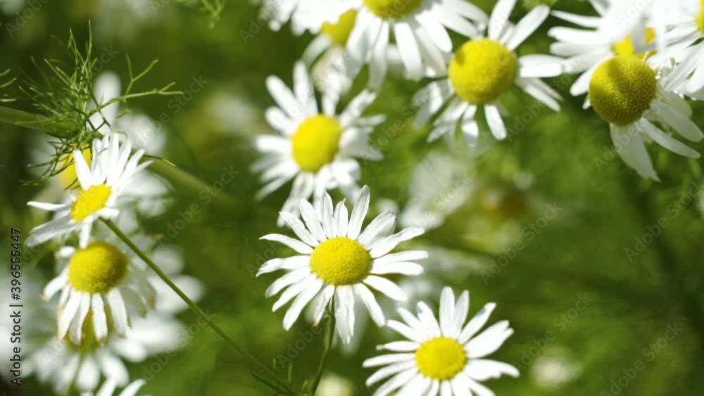 Closer look of the white petals of the daisy flowers in the garden in Estonia Closer look of the white petals of the daisy flowers in the garden in Estonia