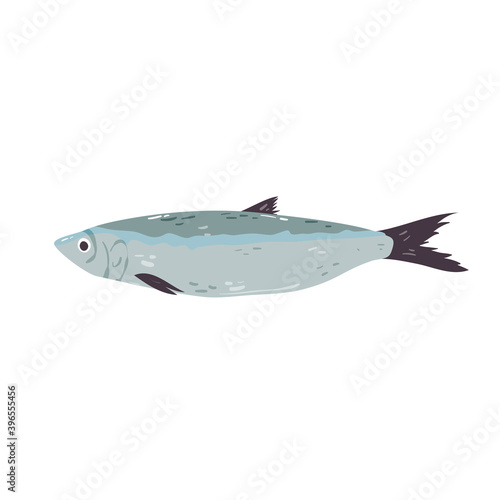 Herring fish isolated on white vector illustration. Ocean  river fauna design element. Omega source in cartoon style.