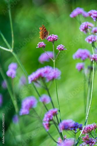 Butterfly, Roquelin Gardens, Meung-sur-Loire Village, Loiret Department, The Loire Valley, France, Europe