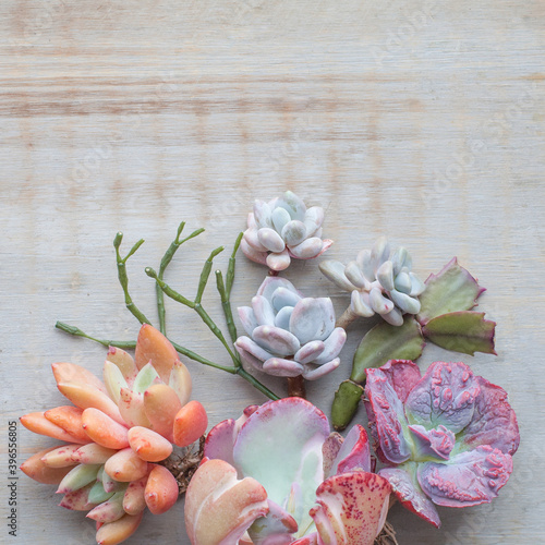 Perfect wedding background with succulent echeveria plants composition on vintage wooden background