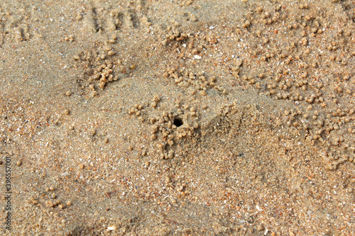 Crab Ocypode  Wind crab are playing on the sand art