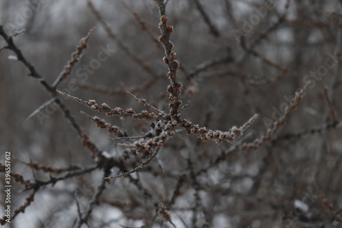Macro filming of a sea buckthorn tree twig november © Irina Mamontova
