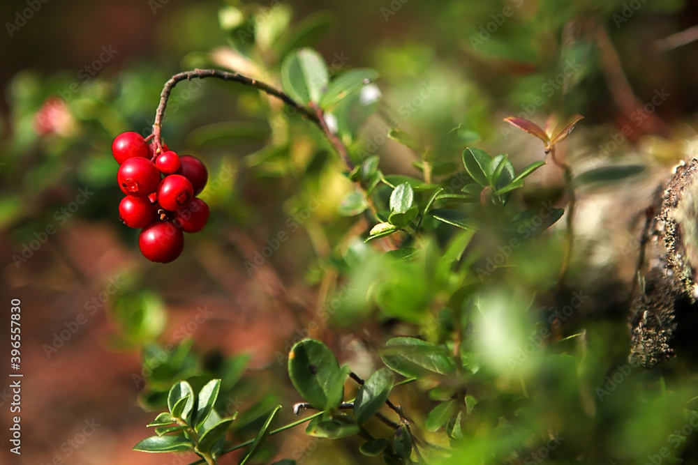 lingonberry berries, in the forest, on a natural background. 