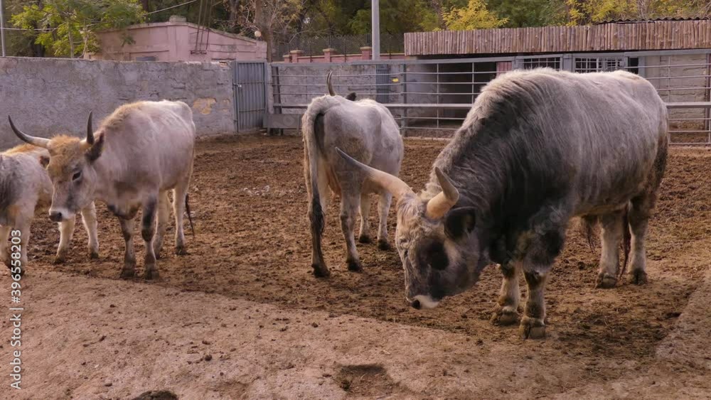 Hungarian Steppe Cattle. The bull is a symbol of 2021 Hungarian Steppe Cattle. The bull is a symbol of 2021
