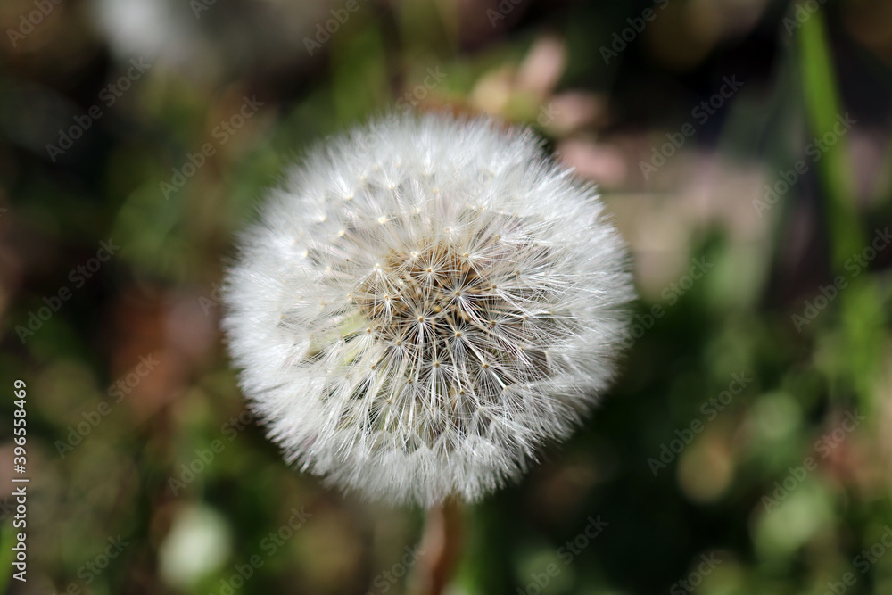 Hintergrund Frühling - Nahaufnahme einer Blüte von einem reifen Löwenzahn - mit Textfreiraum Hintergrund Frühling - Nahaufnahme einer Blüte von einem reifen Löwenzahn - mit Textfreiraum