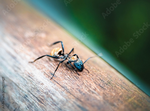 black ant on a leaf © Dmitrii